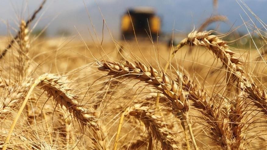 Buğday fiyatları tarihi zirvede